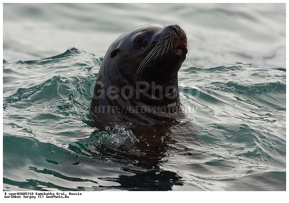 ��������, ��������, ������� �������������, ������� �������������, ������� �����, ������� �����, XYZ, ���������� ��������, ���������� ����, ������� ������, Otariidae, �����, �������� ������� ���, Eumetopias jubatus