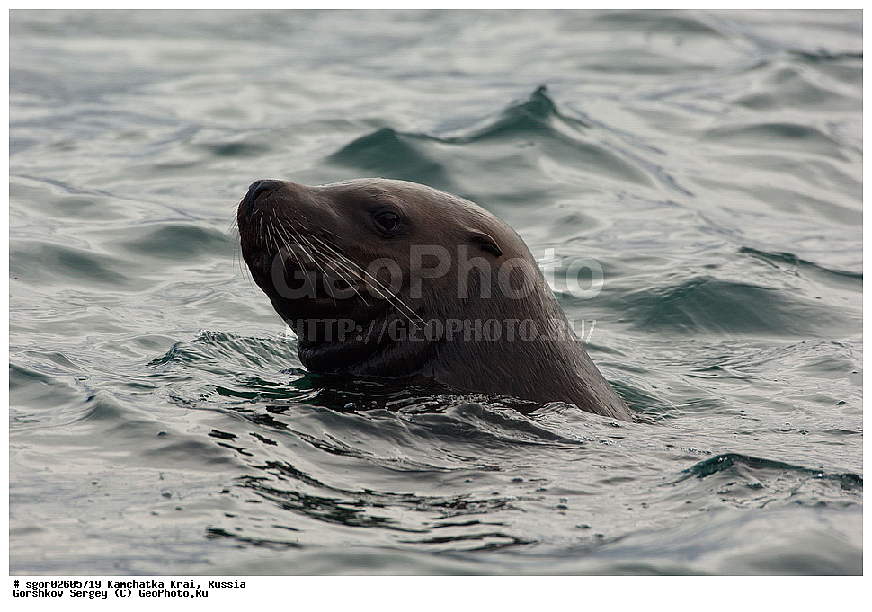 ��������, ��������, ������� �������������, ������� �������������, ������� �����, ������� �����, XYZ, ���������� ��������, ���������� ����, ������� ������, Otariidae, �����, �������� ������� ���, Eumetopias jubatus