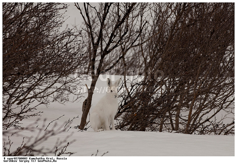 ��������, ��������, �������������, �������������, �����, �����, XYZ, ���������� ��������, ���������� ����, ���������� �����, ����� ��������, ��������, Leporidae, ����-�����, �����, Lepus timidus