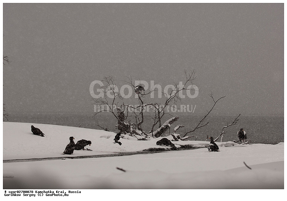 ��������, ��������, �����, �����, ��������, �����������, ������ �����, ������ �����, XYZ, ���������� ��������, ���������� ����, ���������� �����, ����� ��������, ����������, Accipitridae, ���������� �����, ������������� �����, Haliaeetus pelagicus