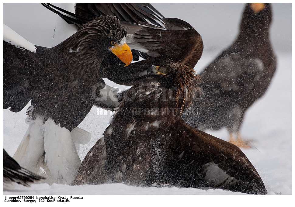 ��������, ��������, �����, �����, ��������, �����������, ������ �����, ������ �����, XYZ, ���������� ��������, ���������� ����, ���������� �����, ����� ��������, ����������, Accipitridae, ���������� �����, ������������� �����, Haliaeetus pelagicus