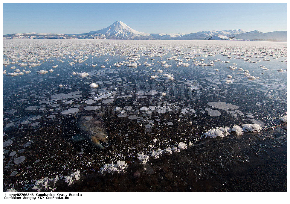 ��������, ��������, ����, ����, XYZ, ���������� ��������, ���������� ����, ���������� �����, ����� ��������, ��������, ���������, Salmonidae, ������, ������, �������, ������, �������