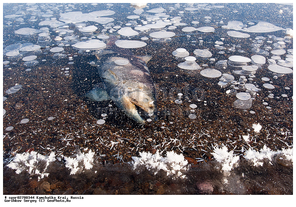 ��������, ��������, ����, ����, XYZ, ���������� ��������, ���������� ����, ���������� �����, ����� ��������, ��������, ���������, Salmonidae, ������, ������, �������, ������, �������