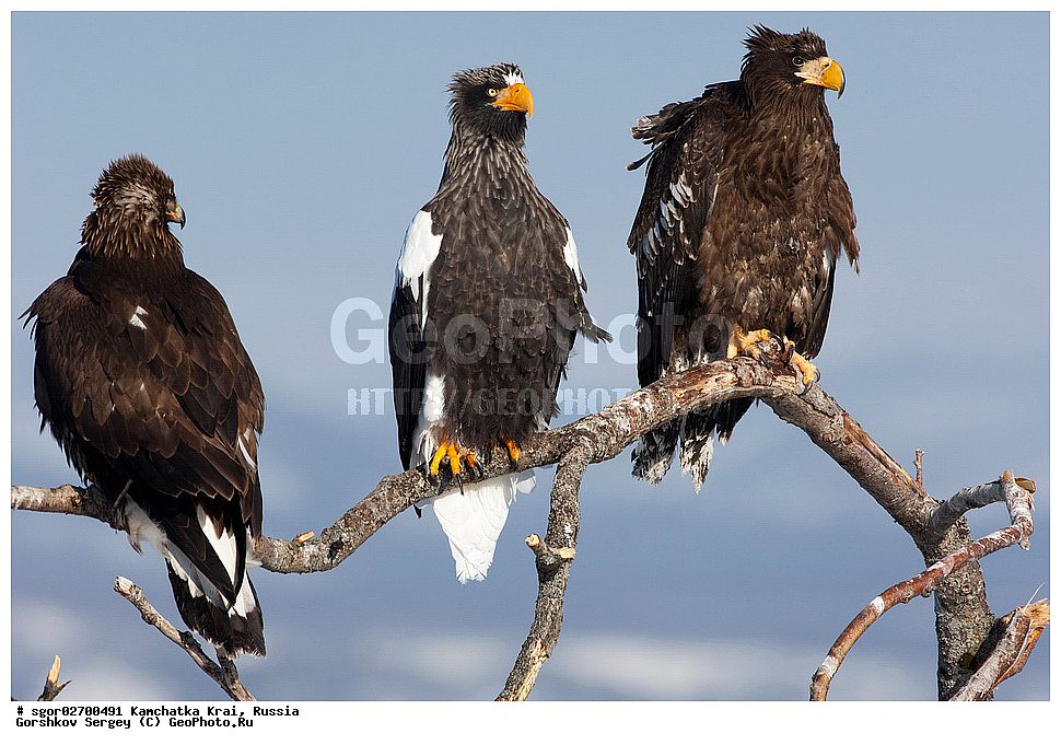 ��������, ��������, �����, �����, ��������, �����������, ������ �����, ������ �����, XYZ, ���������� ��������, ���������� ����, ���������� �����, ����� ��������, ����������, Accipitridae, ���������� �����, ������������� �����, Haliaeetus pelagicus