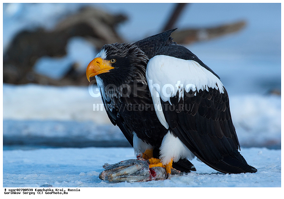 ��������, ��������, �����, �����, ��������, �����������, ������ �����, ������ �����, XYZ, ���������� ��������, ���������� ����, ���������� �����, ����� ��������, ����������, Accipitridae, ���������� �����, ������������� �����, Haliaeetus pelagicus