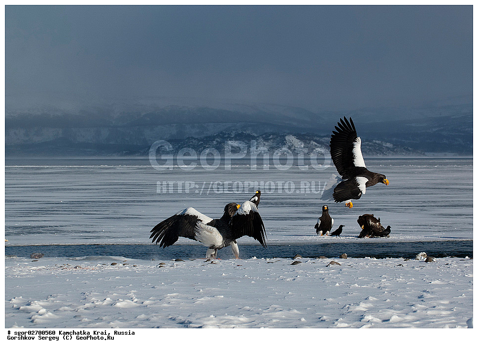 ��������, ��������, �����, �����, ��������, �����������, ������ �����, ������ �����, XYZ, ���������� ��������, ���������� ����, ���������� �����, ����� ��������, ����������, Accipitridae, ���������� �����, ������������� �����, Haliaeetus pelagicus