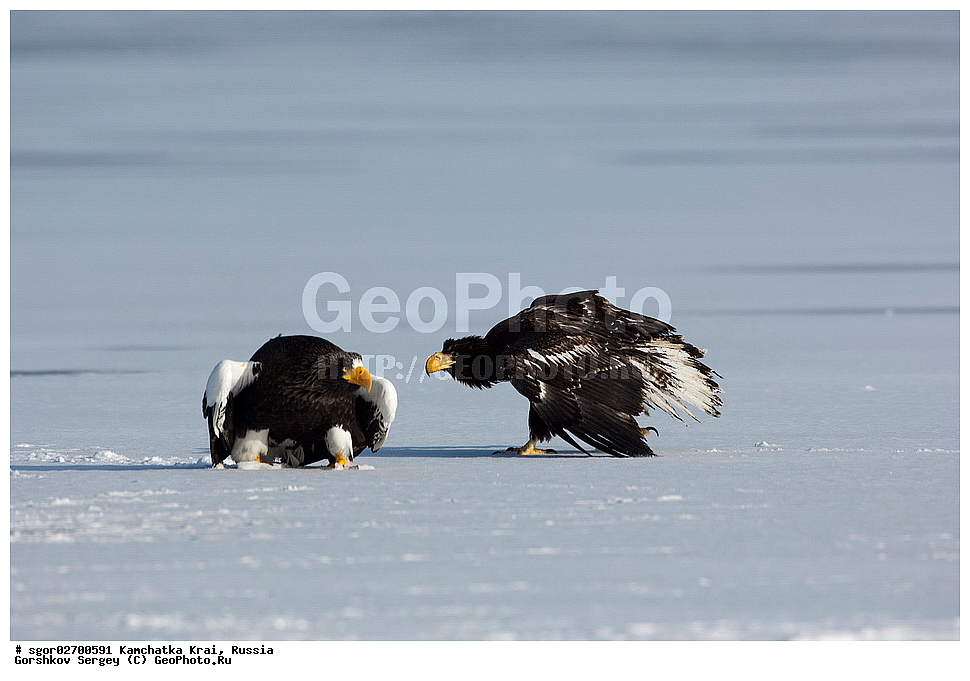 ��������, ��������, �����, �����, ��������, �����������, ������ �����, ������ �����, XYZ, ���������� ��������, ���������� ����, ���������� �����, ����� ��������, ����������, Accipitridae, ���������� �����, ������������� �����, Haliaeetus pelagicus