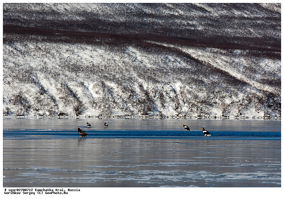 ��������, ��������, �����, �����, ��������, �����������, ������ �����, ������ �����, XYZ, ���������� ��������, ���������� ����, ���������� �����, ����� ��������, ����������, Accipitridae, ���������� �����, ������������� �����, Haliaeetus pelagicus