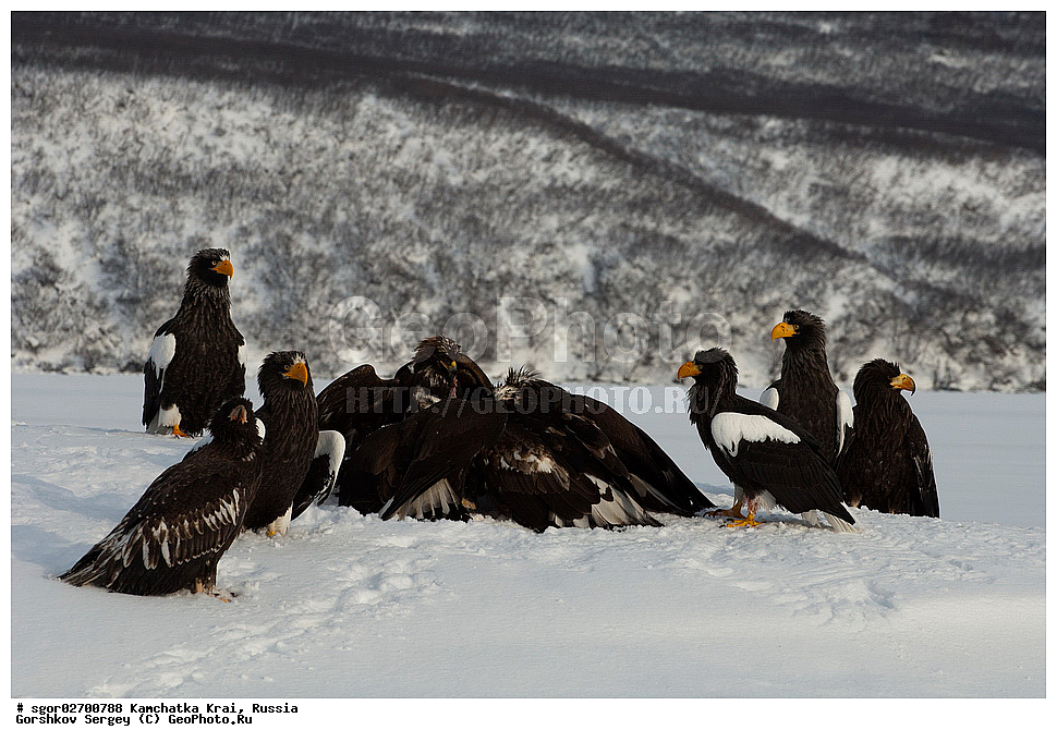 ��������, ��������, �����, �����, ��������, �����������, ������ �����, ������ �����, XYZ, ���������� ��������, ���������� ����, ���������� �����, ����� ��������, ����������, Accipitridae, ���������� �����, ������������� �����, Haliaeetus pelagicus