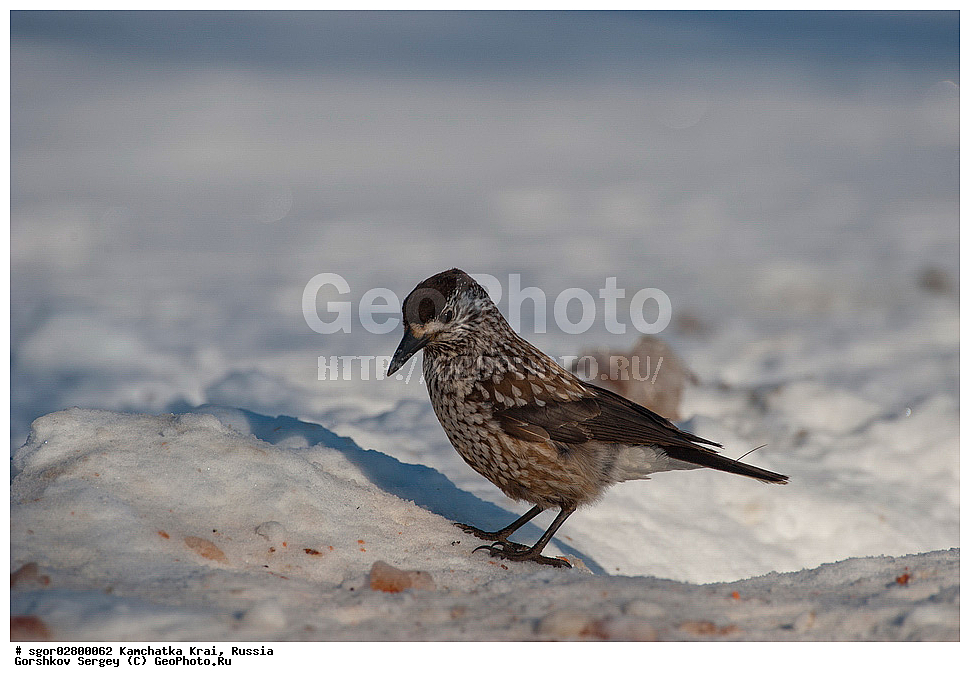 ��������, ��������, �����������, �����, �����, XYZ, ��������, ���������, Corvidae, ��������, ��������, Nucifraga caryocatactes