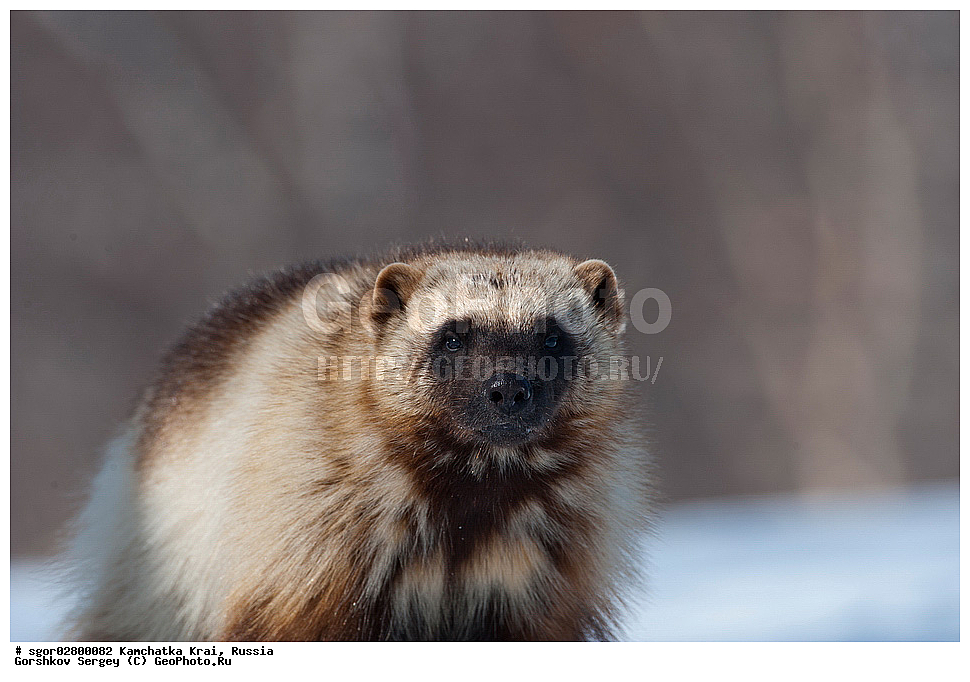 ��������, ��������, �������������, �������������, �����, �����, �������, ������, XYZ, ���������� ��������, ���������� ����, �����, ���������, Mustelidae, ��������, Gulo gulo