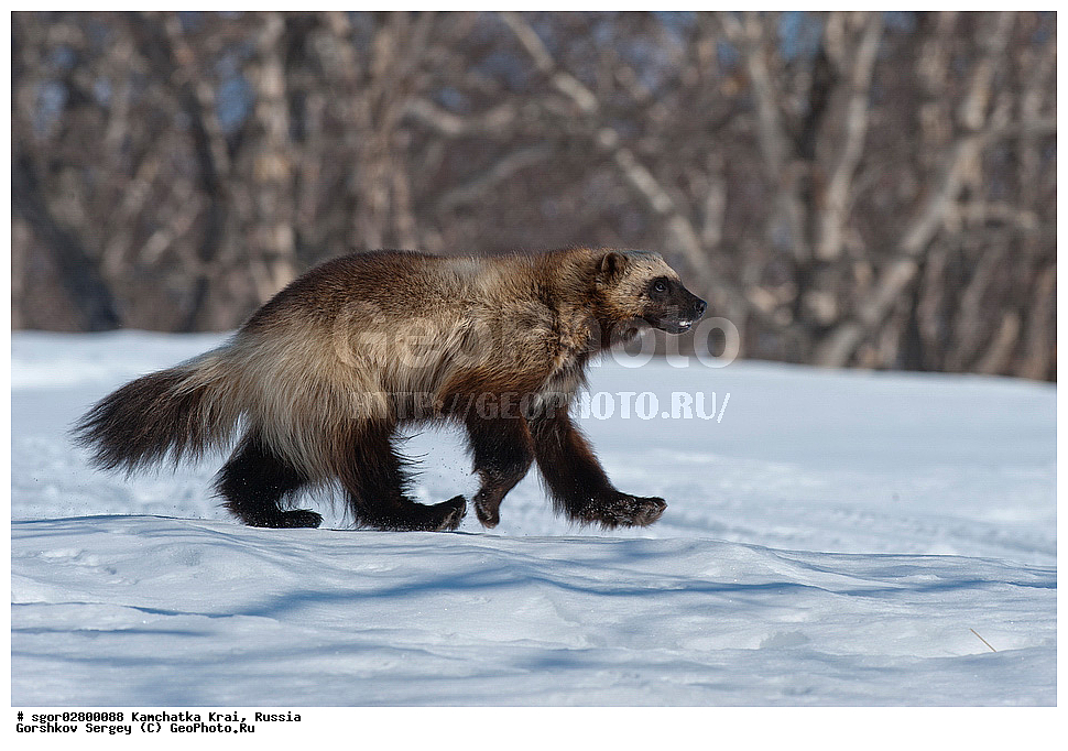 ��������, ��������, �������������, �������������, �����, �����, �������, ������, XYZ, ���������� ��������, ���������� ����, �����, ���������, Mustelidae, ��������, Gulo gulo