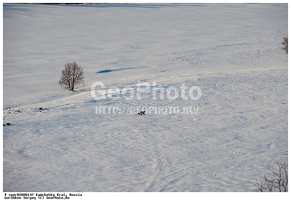 ��������, ��������, �������������, �������������, �����, �����, �������, ������, XYZ, ���������� ��������, ���������� ����, �����, ���������, Mustelidae, ��������, Gulo gulo