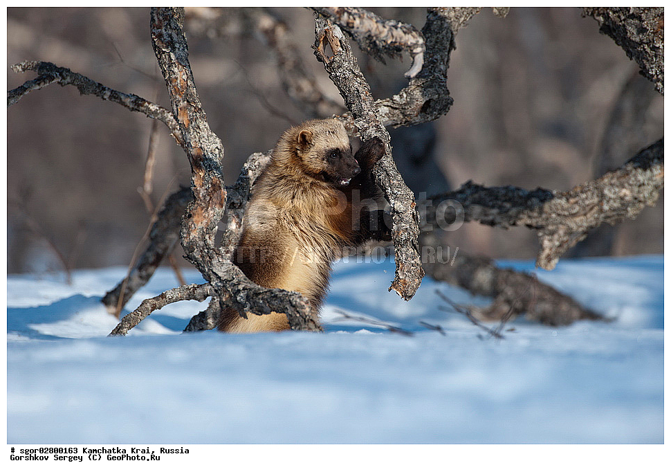 ��������, ��������, �������������, �������������, �����, �����, �������, ������, XYZ, ���������� ��������, ���������� ����, �����, ���������, Mustelidae, ��������, Gulo gulo