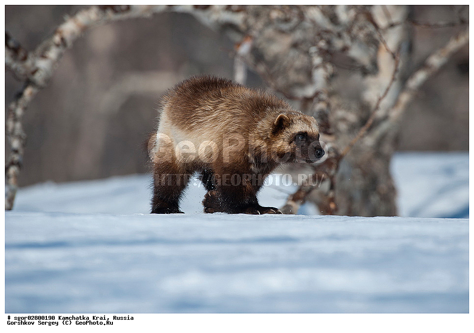 ��������, ��������, �������������, �������������, �����, �����, �������, ������, XYZ, ���������� ��������, ���������� ����, �����, ���������, Mustelidae, ��������, Gulo gulo