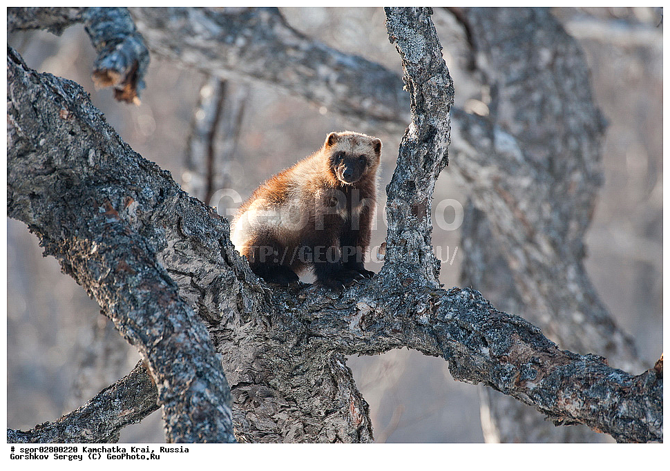 ��������, ��������, �������������, �������������, �����, �����, �������, ������, XYZ, ���������� ��������, ���������� ����, �����, ���������, Mustelidae, ��������, Gulo gulo