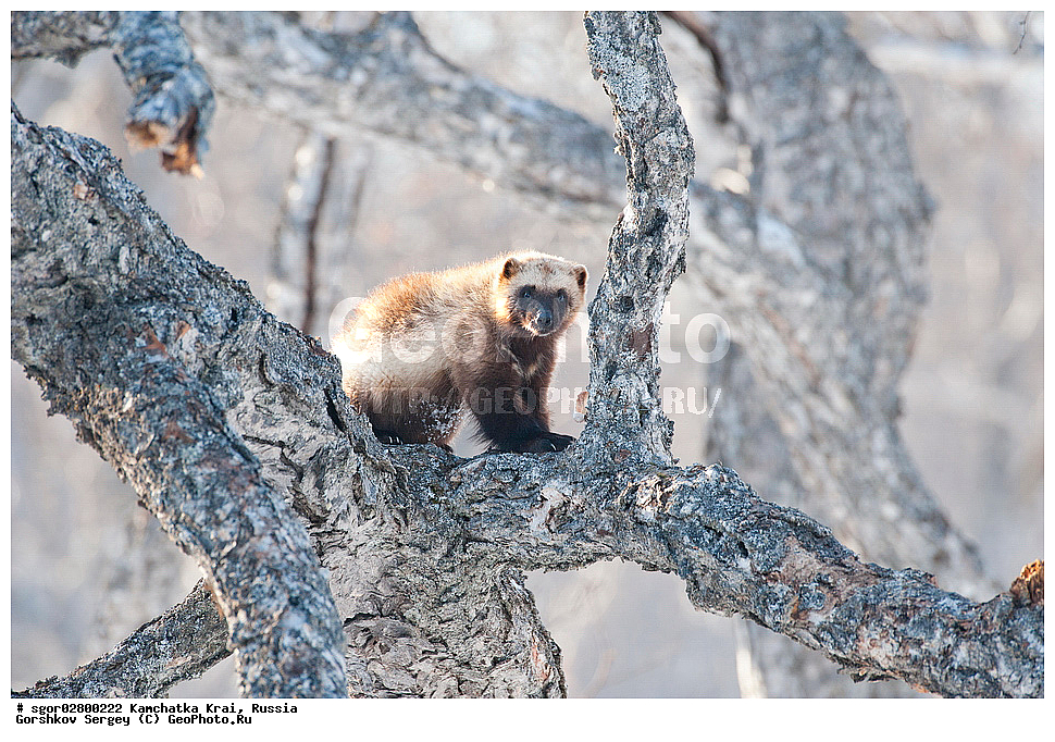 ��������, ��������, �������������, �������������, �����, �����, �������, ������, XYZ, ���������� ��������, ���������� ����, �����, ���������, Mustelidae, ��������, Gulo gulo