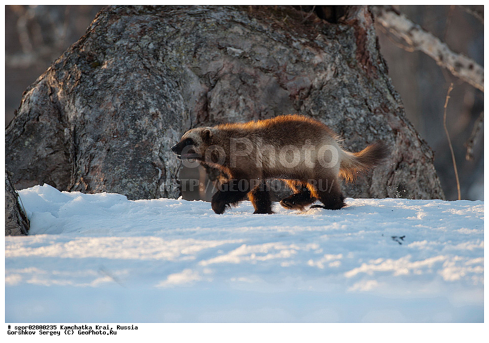 ��������, ��������, �������������, �������������, �����, �����, �������, ������, XYZ, ���������� ��������, ���������� ����, �����, ���������, Mustelidae, ��������, Gulo gulo