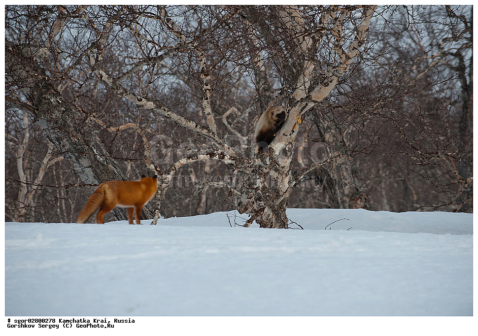 ��������, ��������, �������������, �������������, �����, �����, �������, ������, XYZ, ���������� ��������, ���������� ����, �����, ���������, Mustelidae, ��������, Gulo gulo, ������������ ������, ����� ������, ����, Vulpes vulpes, ������, �������, ������, Canidae, XYZ, ������, �������, ������, Canidae, ������������ ������, ����� ������, ����, Vulpes vulpes