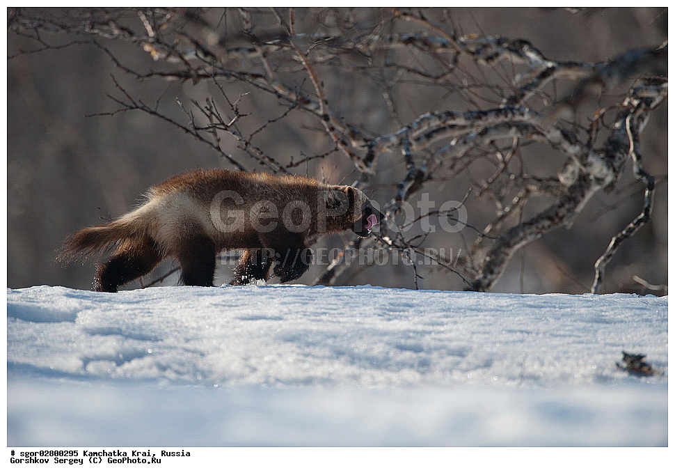 ��������, ��������, �������������, �������������, �����, �����, �������, ������, XYZ, ���������� ��������, ���������� ����, �����, ���������, Mustelidae, ��������, Gulo gulo