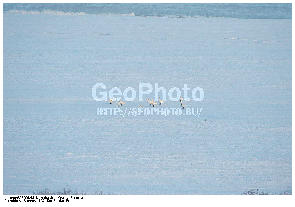 ��������, ��������, ���������� ��������, ���������� ����,  �����������, �����������������, ������������� �����, ������������� �����, XYZ, ������, Anatidae, ������-������, Cygnus cygnus