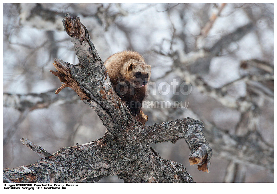 ��������, ��������, �������������, �������������, �����, �����, �������, ������, XYZ, ���������� ��������, ���������� ����, �����, ���������, Mustelidae, ��������, Gulo gulo