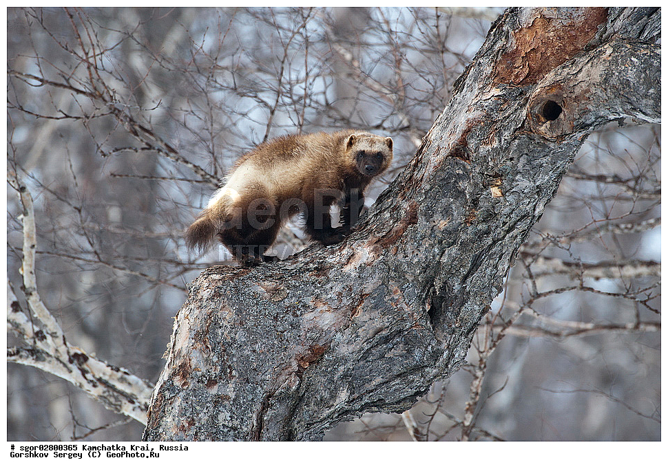 ��������, ��������, �������������, �������������, �����, �����, �������, ������, XYZ, ���������� ��������, ���������� ����, �����, ���������, Mustelidae, ��������, Gulo gulo