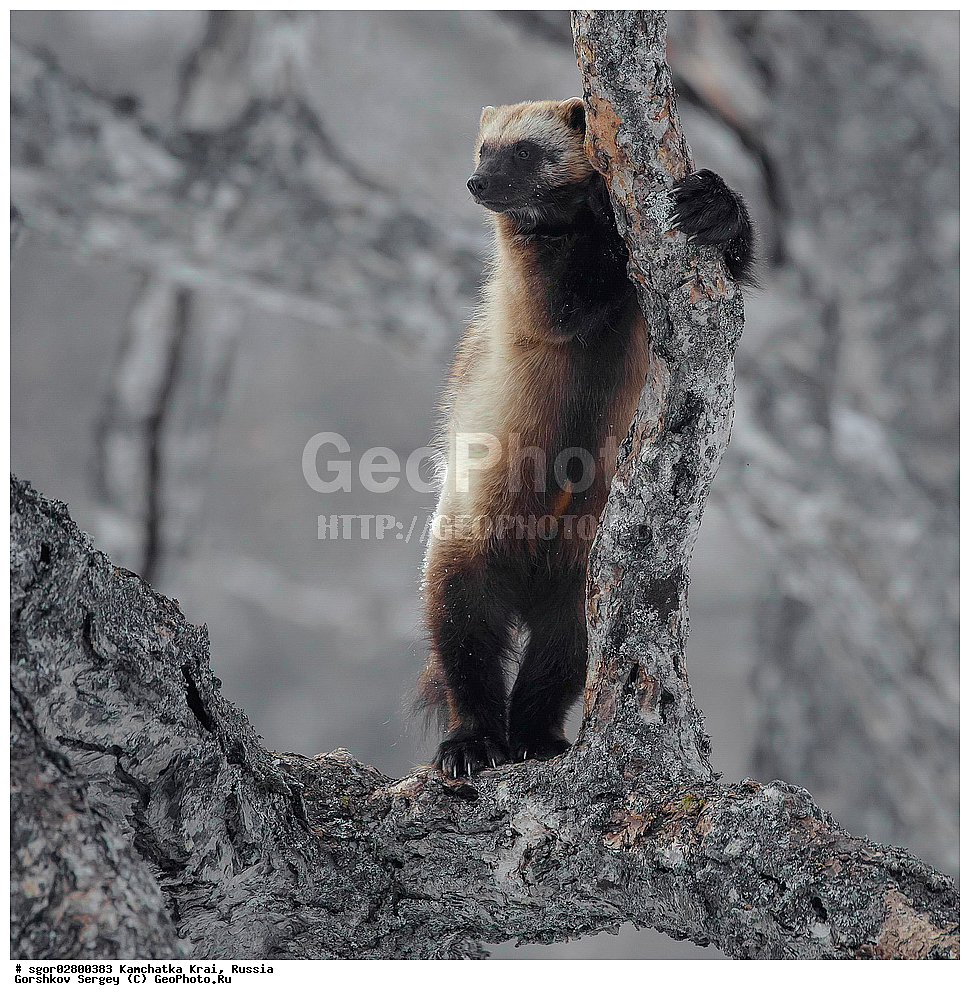 ��������, ��������, �������������, �������������, �����, �����, �������, ������, XYZ, ���������� ��������, ���������� ����, �����, ���������, Mustelidae, ��������, Gulo gulo