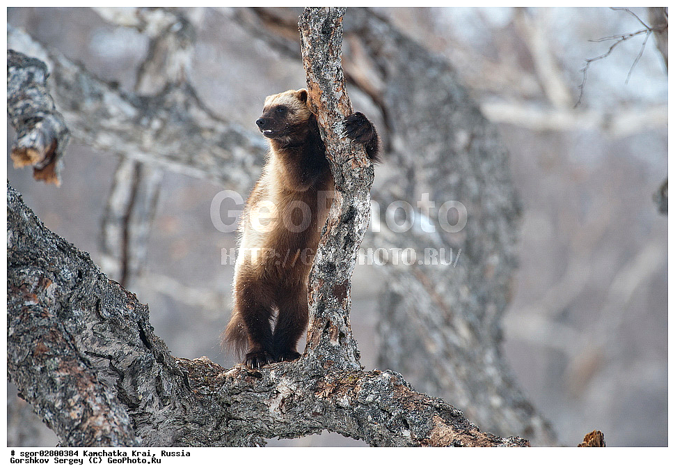 ��������, ��������, �������������, �������������, �����, �����, �������, ������, XYZ, ���������� ��������, ���������� ����, �����, ���������, Mustelidae, ��������, Gulo gulo