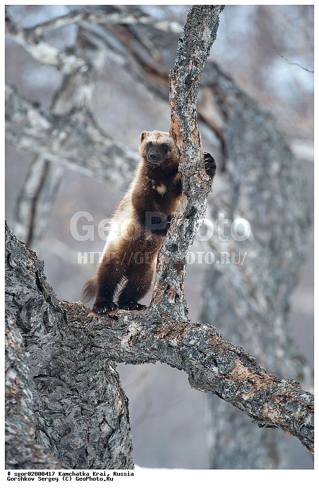 ��������, ��������, �������������, �������������, �����, �����, �������, ������, XYZ, ���������� ��������, ���������� ����, �����, ���������, Mustelidae, ��������, Gulo gulo