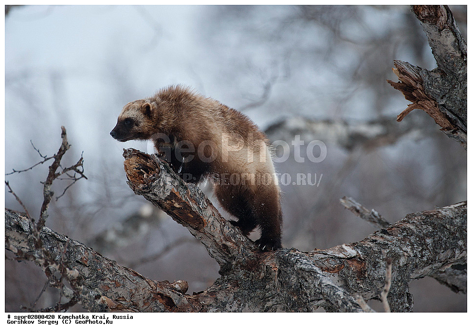 ��������, ��������, �������������, �������������, �����, �����, �������, ������, XYZ, ���������� ��������, ���������� ����, �����, ���������, Mustelidae, ��������, Gulo gulo