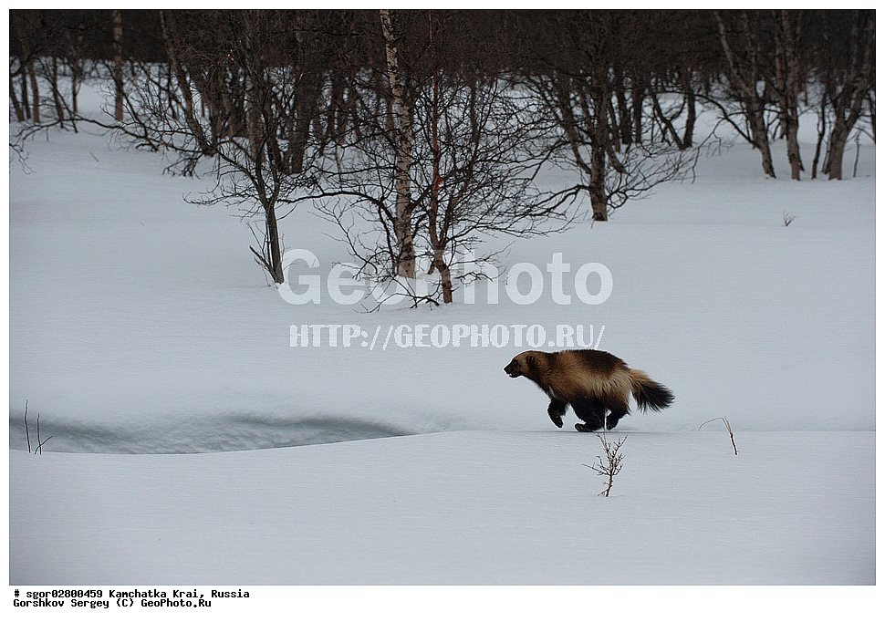 ��������, ��������, �������������, �������������, �����, �����, �������, ������, XYZ, ���������� ��������, ���������� ����, �����, ���������, Mustelidae, ��������, Gulo gulo