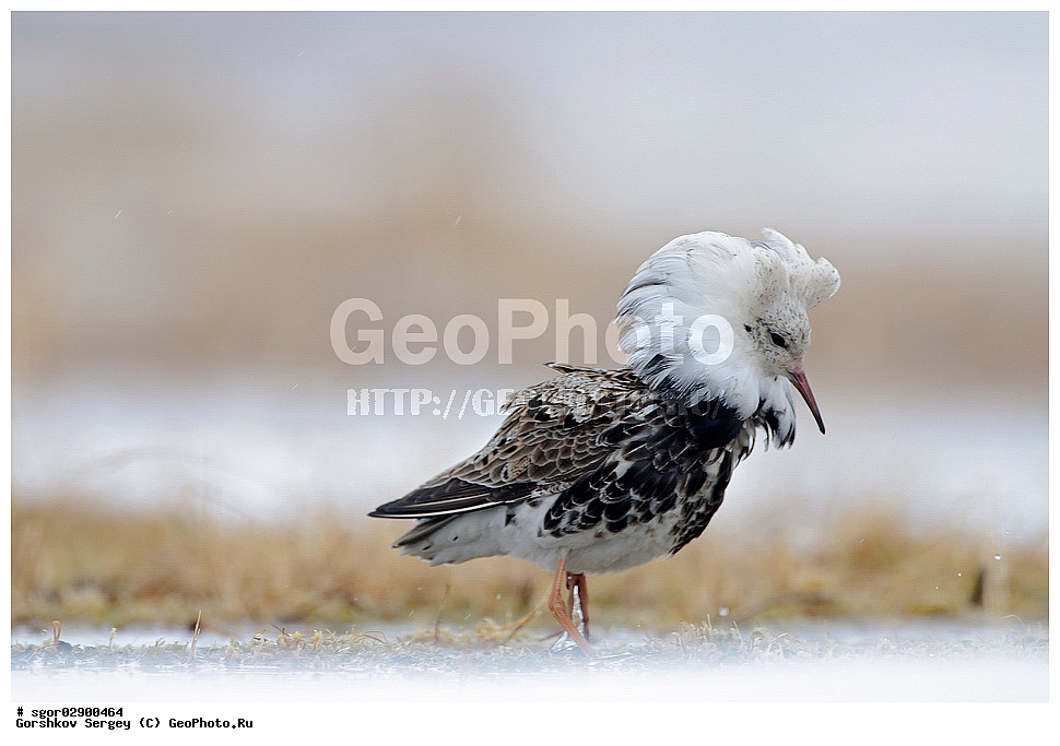 ������, ����������, ����������, ������, ����������� ����������, ��������, ��������, �����, �����, ��������, �����������, �����, ������, XYZ, ���������, Scolopacidae, ��������, Philomachus pugnax, Calidris pugnax