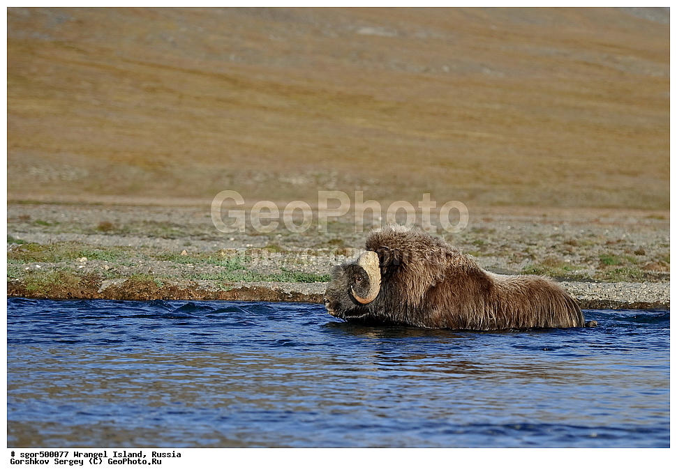 �������, ��������, ���������, �����, ���������, ��������� ���������� �����, ��������� ��, ��������-��������� ����, ��������� ����, �������, ������ ��������, ����������, ��������, ����������, ������, ��������, ��������, �������������, �������������, �����, �����, ���������, Bovidae, �������, Ovibos moschatus, XYZ