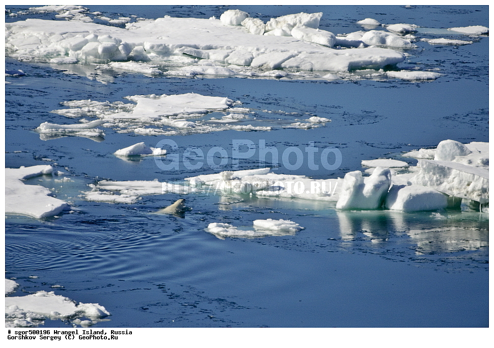  �������, ��������, ���������, �����, ���������, ��������� ���������� �����, ��������� ��, ��������-��������� ����, ��������� ����, �������, ������ ��������, ����������, ��������, ����������, ������, ��������, ��������, �������, ������, �������������, �������������, �����, �����, ������� �������������, ������� �������������, ������� �����, �������, XYZ, ��������, Ursidae, ����� �������, �������� �������, �������� �������, ������� �������, �����, �����, ����, Ursus maritimus, Thalarctos maritimus, ���������, ���