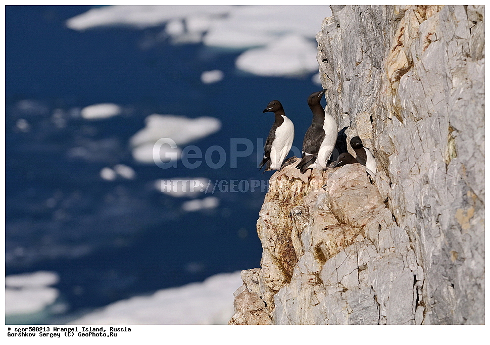  �������, ��������, ���������, �����, ���������, ��������� ���������� �����, ��������� ��, ��������-��������� ����, ��������� ����, �������, ������ ��������, ����������, ��������, ����������, ������, �������, ���, ������ �����, ��������, ��������, �����, �����, ��������, �����������, ������� �����, ������� �����, XYZ, ����������, Alcidae, ������������ �����, ������������� �����, Uria lomvia