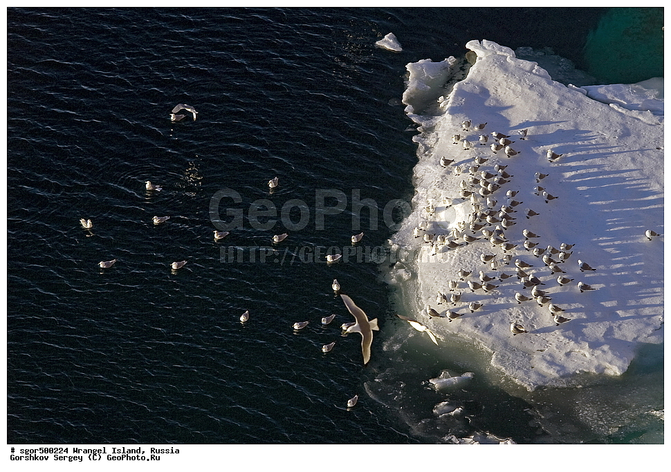  �������, ��������, ���������, �����, ���������, ��������� ���������� �����, ��������� ��, ��������-��������� ����, ��������� ����, �������, ������ ��������, ����������, ��������, ����������, ������, �������, ���, ������ �����, ��������, ��������, �����, �����, ��������, �����������, ������� �����, ������� �����, XYZ, ��������, Laridae, ������, Rissa tridactyla