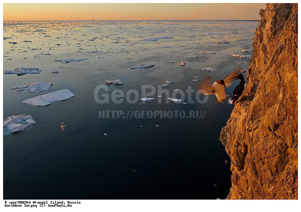  �������, ��������, ���������, �����, ���������, ��������� ���������� �����, ��������� ��, ��������-��������� ����, ��������� ����, �������, ������ ��������, ����������, ��������, ����������, ������, �������, ���, ������ �����, ��������, ��������, �����, �����, ��������, �����������, ������� �����, ������� �����, XYZ, ����������, Alcidae, ������������ �����, ������������� �����, Uria lomvia