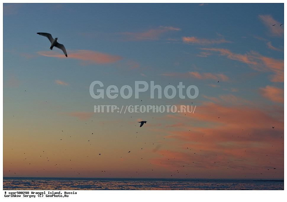  �������, ��������, ���������, �����, ���������, ��������� ���������� �����, ��������� ��, ��������-��������� ����, ��������� ����, �������, ������ ��������, ����������, ��������, ����������, ������, �������, ���, ������ �����, ��������, ��������, �����, �����, ��������, �����������, ������� �����, ������� �����, XYZ, ��������, Laridae, ������, Rissa tridactyla