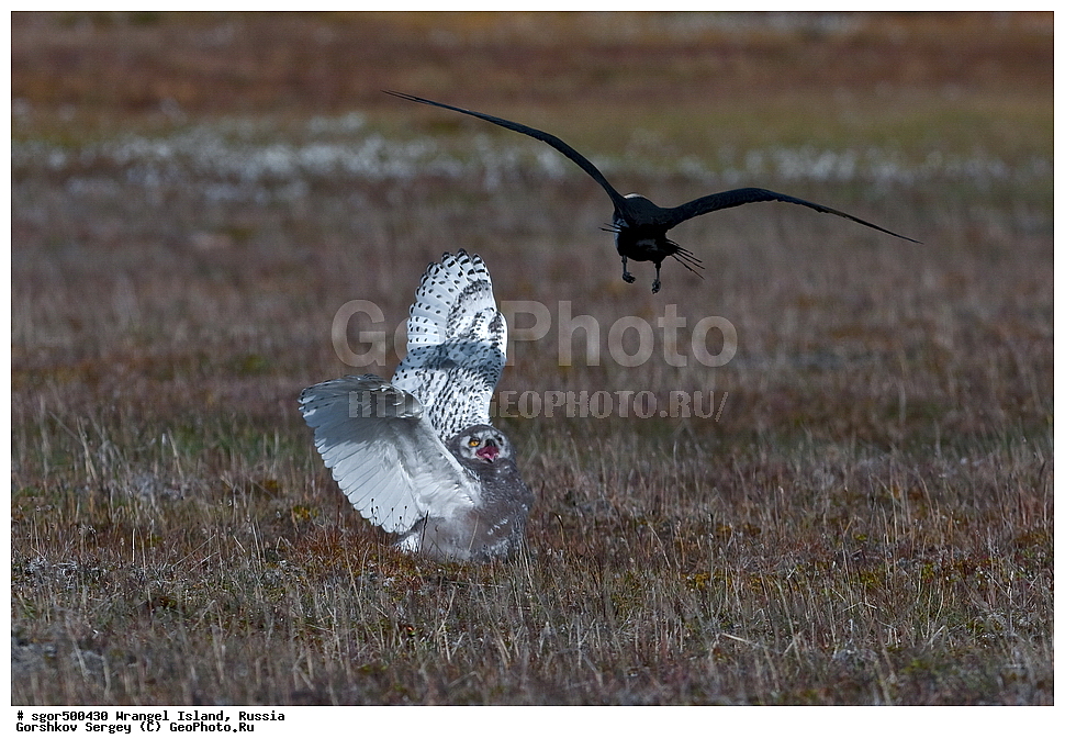  �������, ��������, ���������, �����, ���������, ��������� ���������� �����, ��������� ��, ��������-��������� ����, ��������� ����, �������, ������ ��������, ����������, ��������, ����������, ������, ��������, ��������, �����, �����, ��������, �����������, ������ �����, ������ �����, XYZ, �������, ��������� ����, Strigidae, Nyctea scandiaca, Bubo scandiacus, ��������������, ������� �����, ������� �����, ������������, Stercorariidae, Stercorarius pomarinus