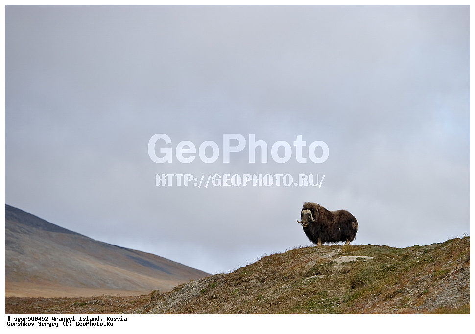 �������, ��������, ���������, �����, ���������, ��������� ���������� �����, ��������� ��, ��������-��������� ����, ��������� ����, �������, ������ ��������, ����������, ��������, ����������, ������, ��������, ��������, �������������, �������������, �����, �����, ���������, Bovidae, �������, Ovibos moschatus, XYZ