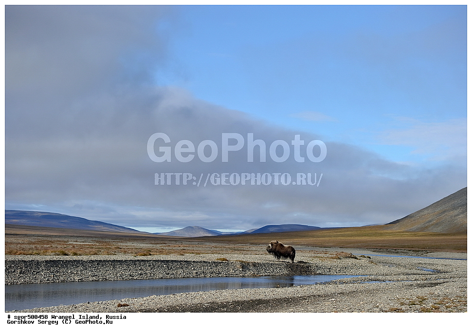 �������, ��������, ���������, �����, ���������, ��������� ���������� �����, ��������� ��, ��������-��������� ����, ��������� ����, �������, ������ ��������, ����������, ��������, ����������, ������, ��������, ��������, �������������, �������������, �����, �����, ���������, Bovidae, �������, Ovibos moschatus, XYZ