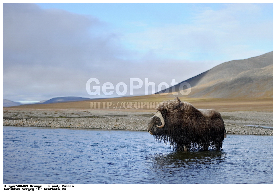 �������, ��������, ���������, �����, ���������, ��������� ���������� �����, ��������� ��, ��������-��������� ����, ��������� ����, �������, ������ ��������, ����������, ��������, ����������, ������, ��������, ��������, �������������, �������������, �����, �����, ���������, Bovidae, �������, Ovibos moschatus, XYZ