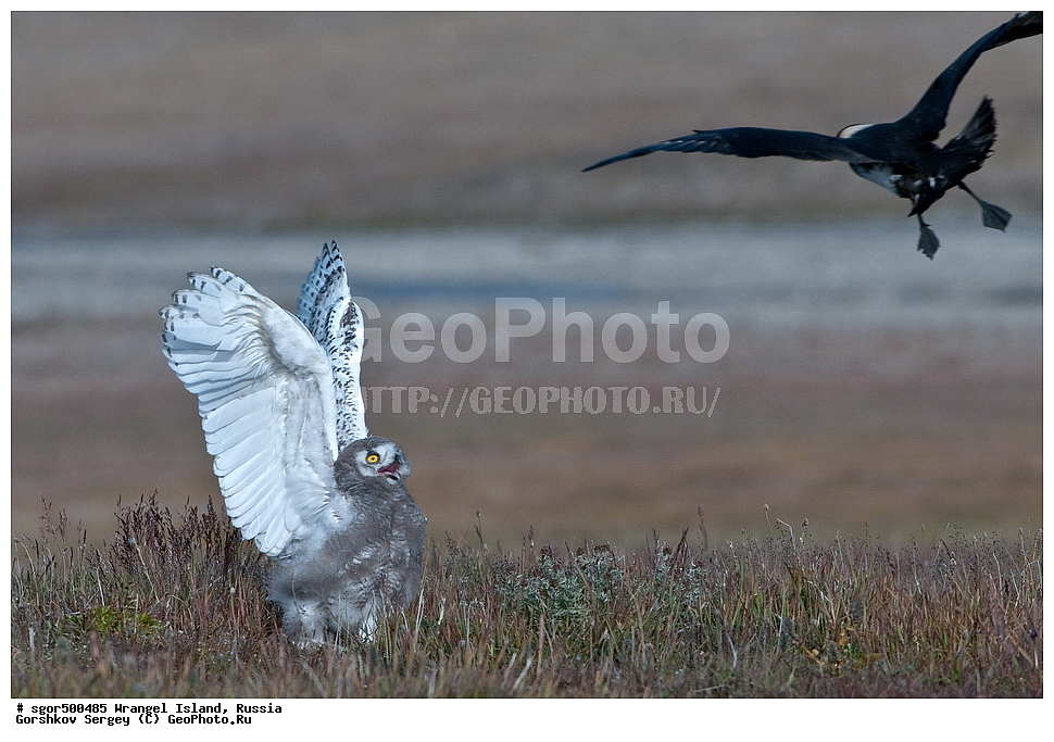  �������, ��������, ���������, �����, ���������, ��������� ���������� �����, ��������� ��, ��������-��������� ����, ��������� ����, �������, ������ ��������, ����������, ��������, ����������, ������, ��������, ��������, �����, �����, ��������, �����������, ������ �����, ������ �����, XYZ, �������, ��������� ����, Strigidae, Nyctea scandiaca, Bubo scandiacus, ��������������, ������� �����, ������� �����, ������������, Stercorariidae, Stercorarius pomarinus