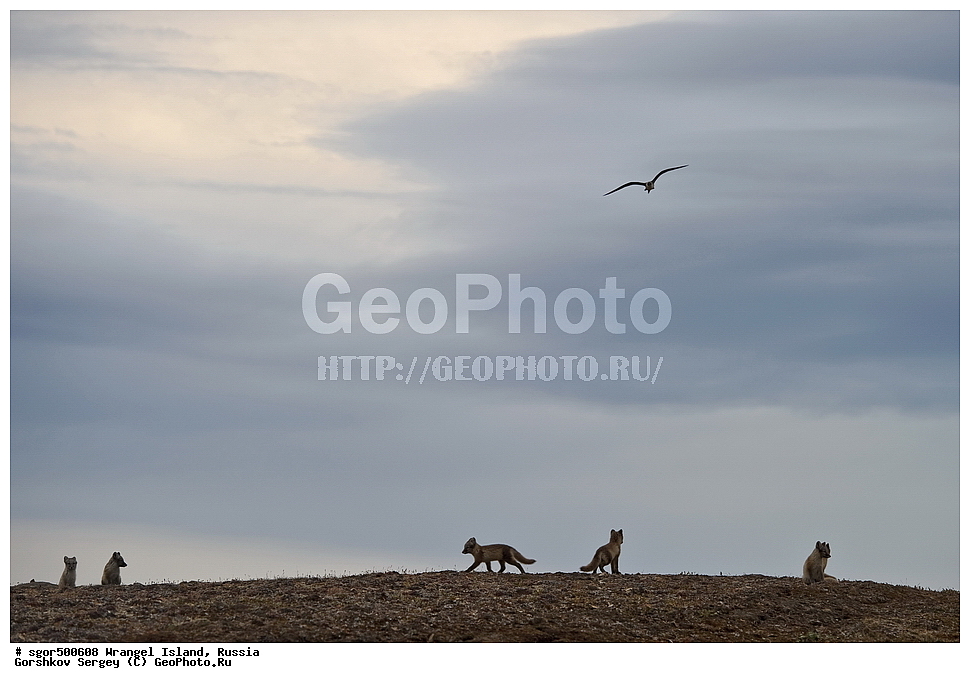 �������, ��������, ���������, �����, ���������, ��������� ���������� �����, ��������� ��, ��������-��������� ����, ��������� ����, �������, ������ ��������, ����������, ��������, ����������, ������, ��������, ��������, �������, ������, �������������, �������������, �����, �����, ������, �������, ������, Canidae, �����, �������� ������, Alopex Lagopus, Vulpes lagopus, �����, �����, �������, ����, �������, ���� �����������, XYZ, ����������� ����