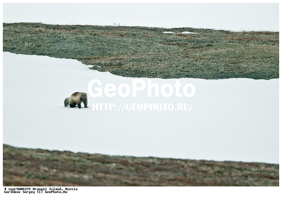 �������, ��������, ���������, �����, ���������, ��������� ���������� �����, ��������� ��, ��������-��������� ����, ��������� ����, �������, ������ ��������, ����������, ��������, ����������, ������, ��������, ��������, �������������, �������������, �����, �����, �������, ������, XYZ, �����, ���������, Mustelidae, ��������, Gulo gulo