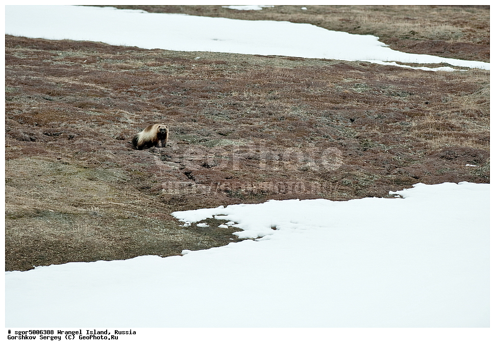 �������, ��������, ���������, �����, ���������, ��������� ���������� �����, ��������� ��, ��������-��������� ����, ��������� ����, �������, ������ ��������, ����������, ��������, ����������, ������, ��������, ��������, �������������, �������������, �����, �����, �������, ������, XYZ, �����, ���������, Mustelidae, ��������, Gulo gulo