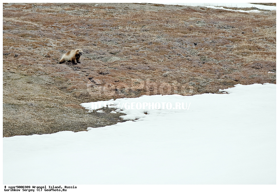 �������, ��������, ���������, �����, ���������, ��������� ���������� �����, ��������� ��, ��������-��������� ����, ��������� ����, �������, ������ ��������, ����������, ��������, ����������, ������, ��������, ��������, �������������, �������������, �����, �����, �������, ������, XYZ, �����, ���������, Mustelidae, ��������, Gulo gulo