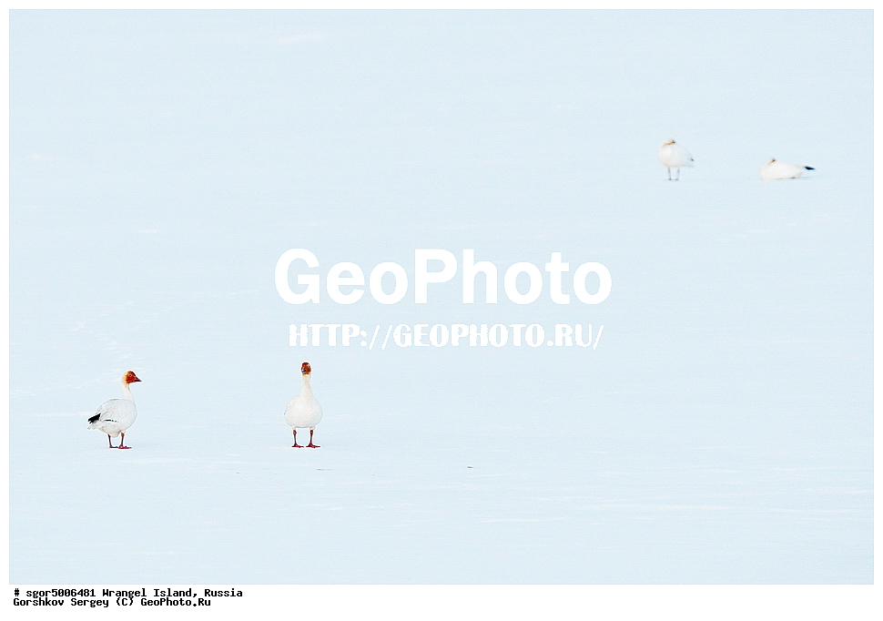  �������, ��������, ���������, �����, ���������, ��������� ���������� �����, ��������� ��, ��������-��������� ����, ��������� ����, �������, ������ ��������, ����������, ��������, ����������, ������, ��������, ��������, �����, �����, ��������, �����������, �����������������, ������������� �����, ������������� �����,, XYZ, ������, Anatidae, ����� ����, Anser caerulescens, Chen caerulescens, ���� ���������