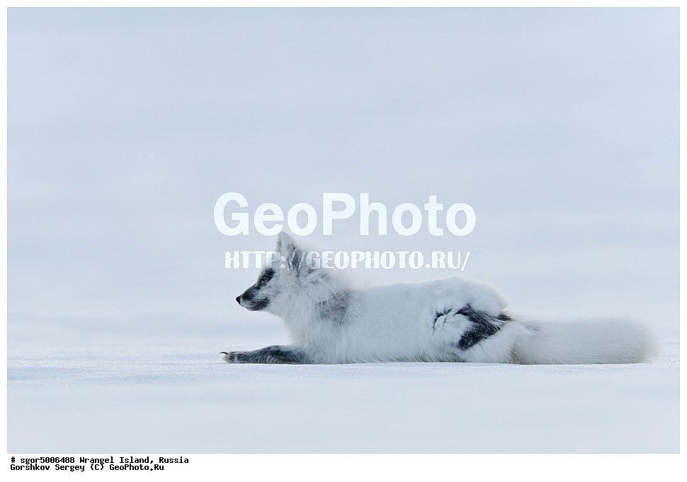 �������, ��������, ���������, �����, ���������, ��������� ���������� �����, ��������� ��, ��������-��������� ����, ��������� ����, �������, ������ ��������, ����������, ��������, ����������, ������, ��������, ��������, �������, ������, �������������, �������������, �����, �����, ������, �������, ������, Canidae, �����, �������� ������, Alopex Lagopus, Vulpes lagopus, ��������, ������, XYZ, ����������� ����